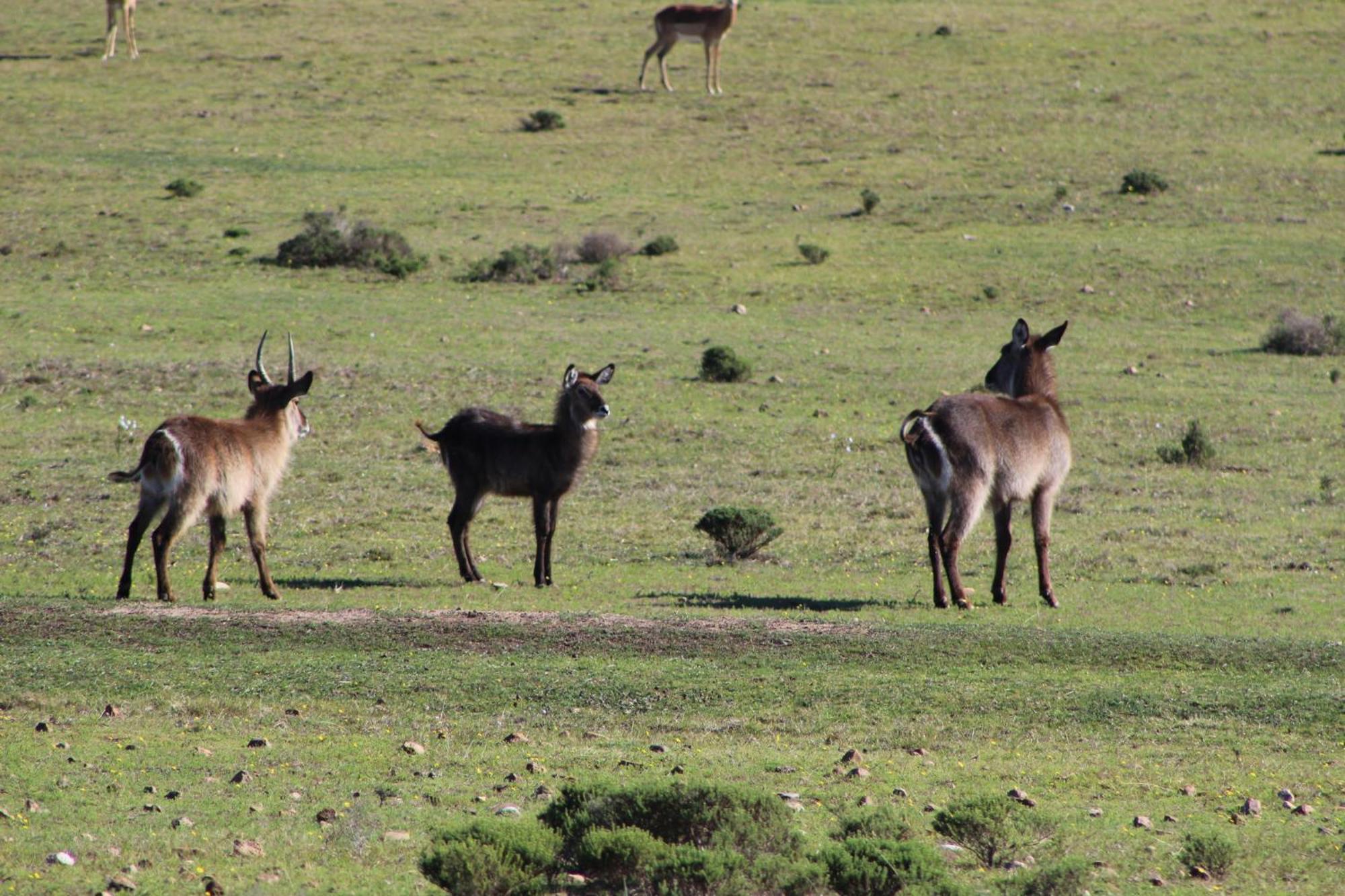 Hartenbos Private Game Lodge Exterior foto