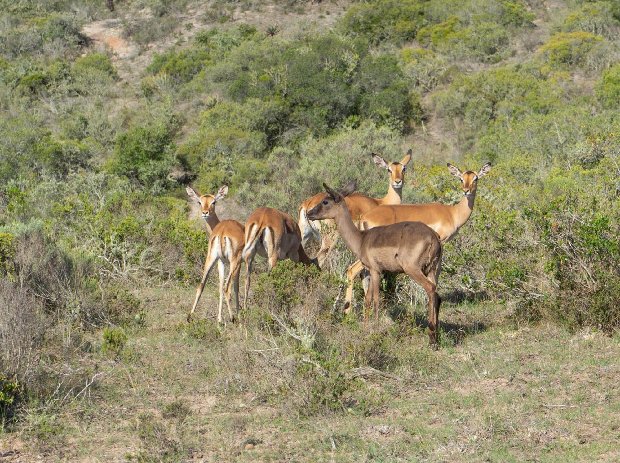 Hartenbos Private Game Lodge Exterior foto