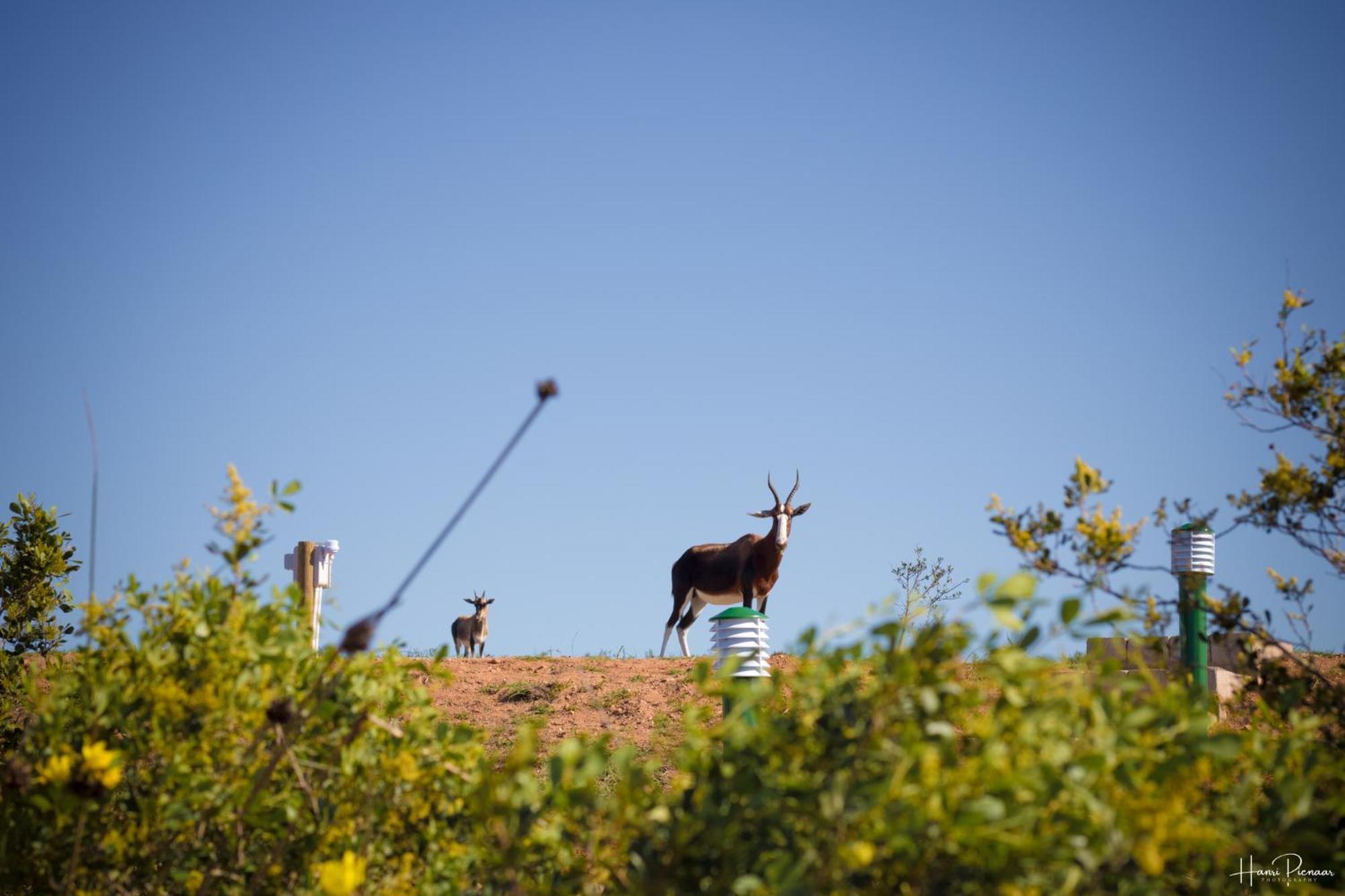Hartenbos Private Game Lodge Exterior foto