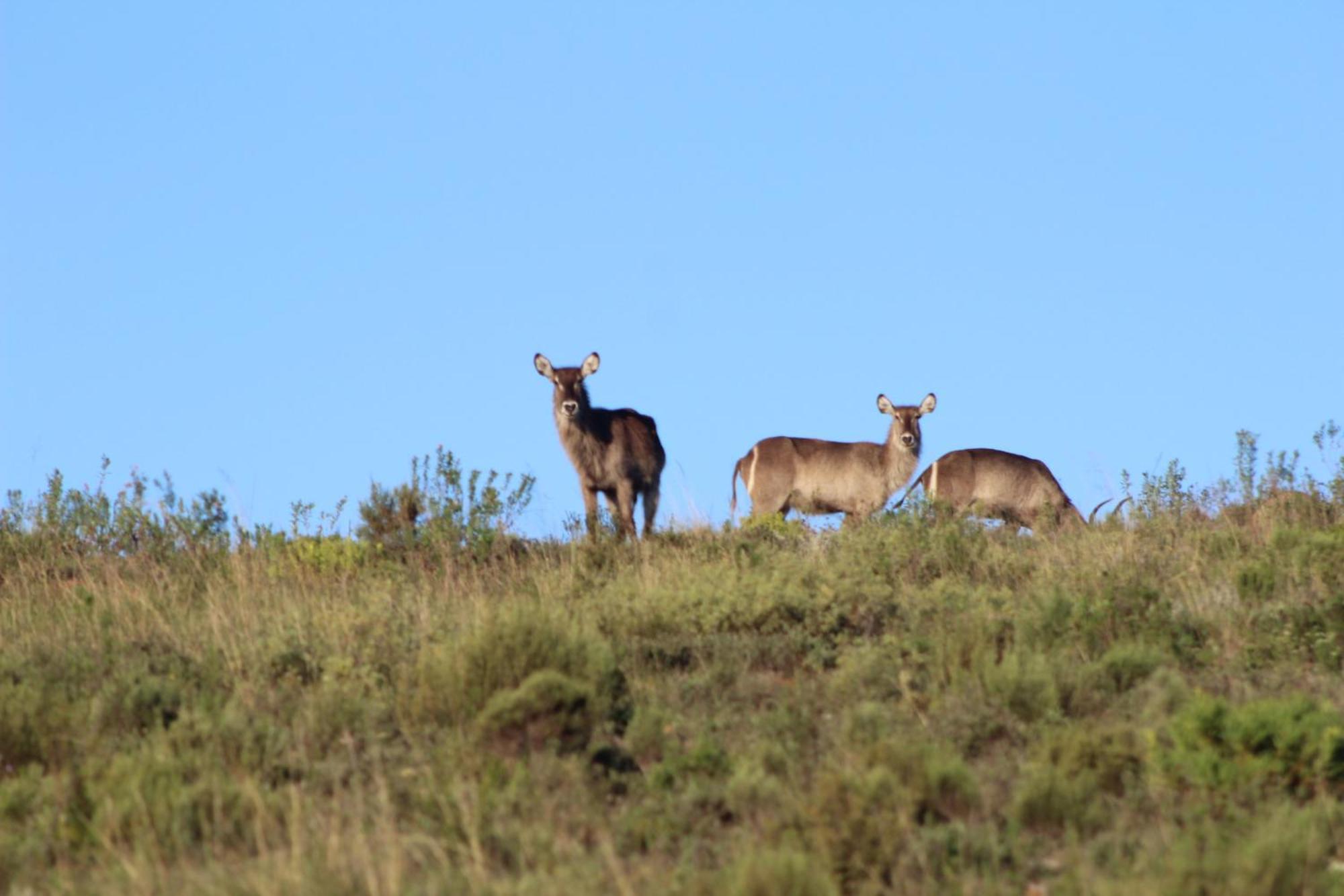 Hartenbos Private Game Lodge Exterior foto