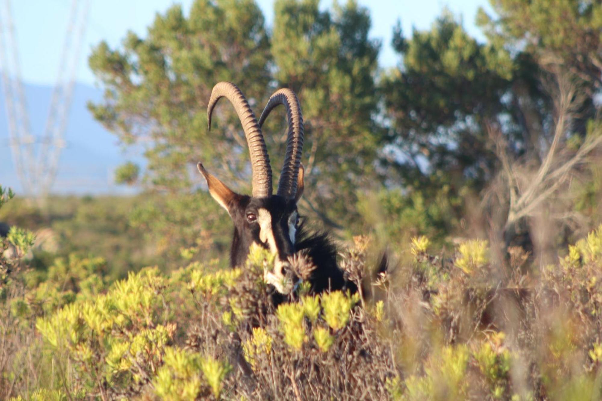 Hartenbos Private Game Lodge Exterior foto
