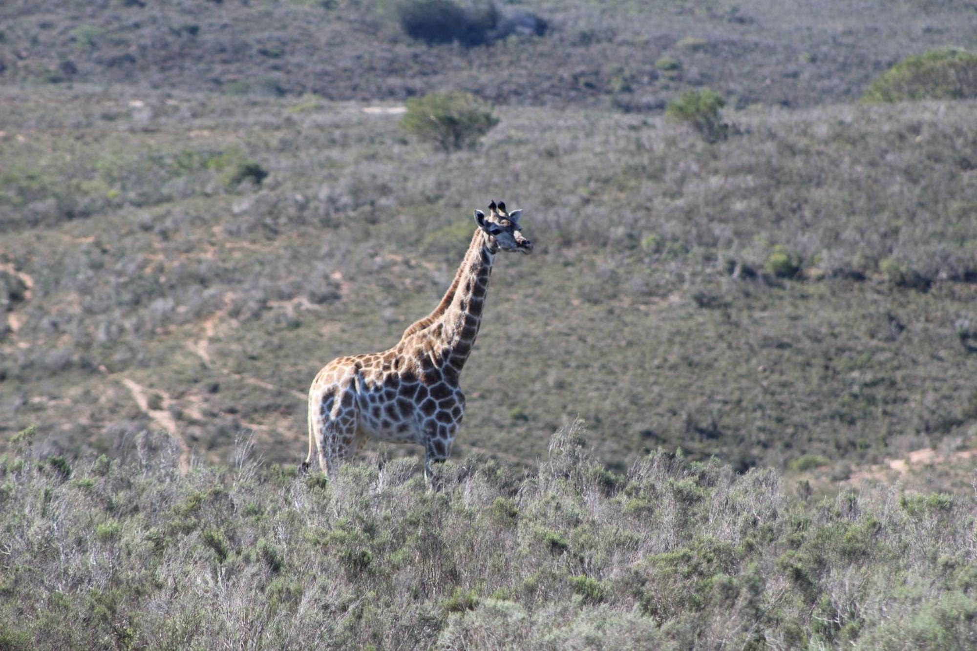 Hartenbos Private Game Lodge Exterior foto