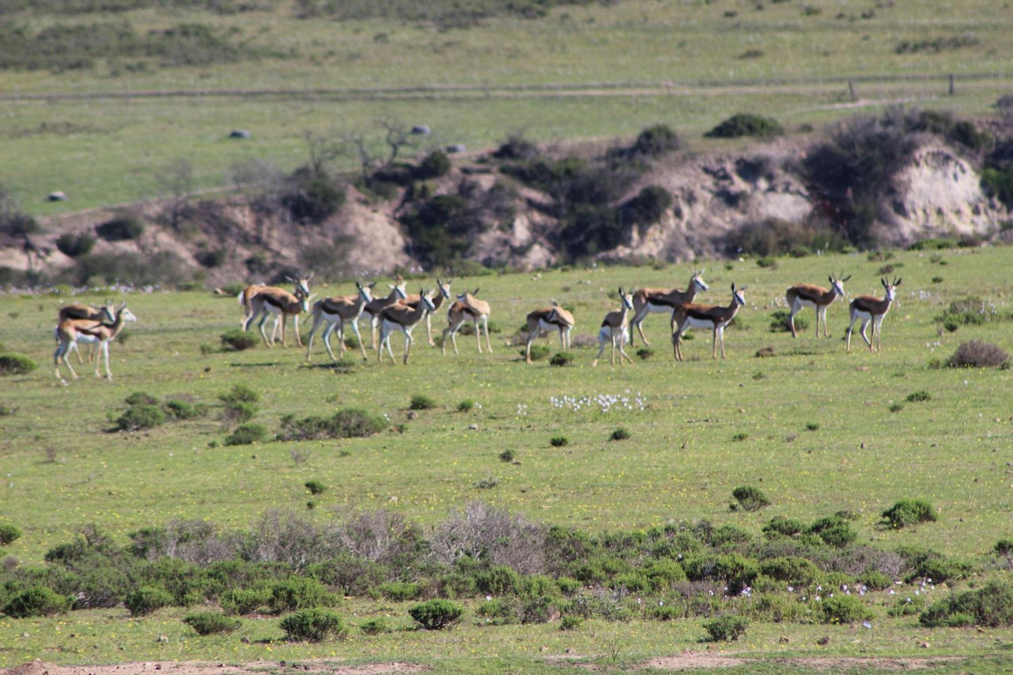 Hartenbos Private Game Lodge Exterior foto